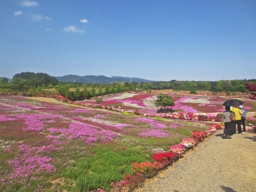 Lawn Cherry Blossoms in Matsumoto Azales Park