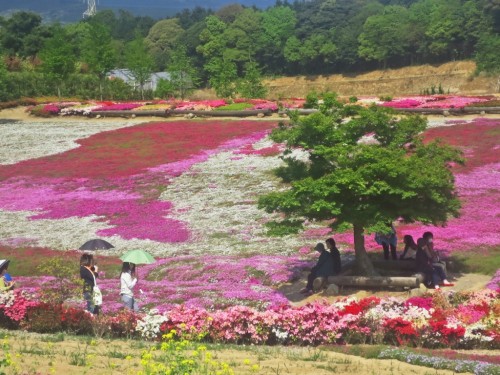 The Matsumoto Azales Park in Nagasaki, Kyushu, Japan