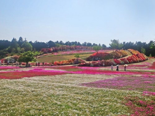 The Matsumoto Azaleas Park in Nagasaki, Kyushu, Japan
