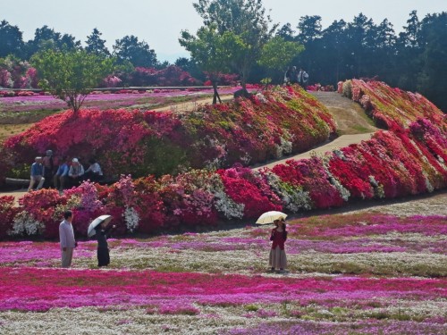 The Matsumoto Azaleas Park in Nagasaki, Kyushu, Japan