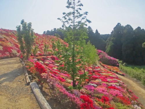 The Matsumoto Azaleas Park in Nagasaki, Kyushu, Japan