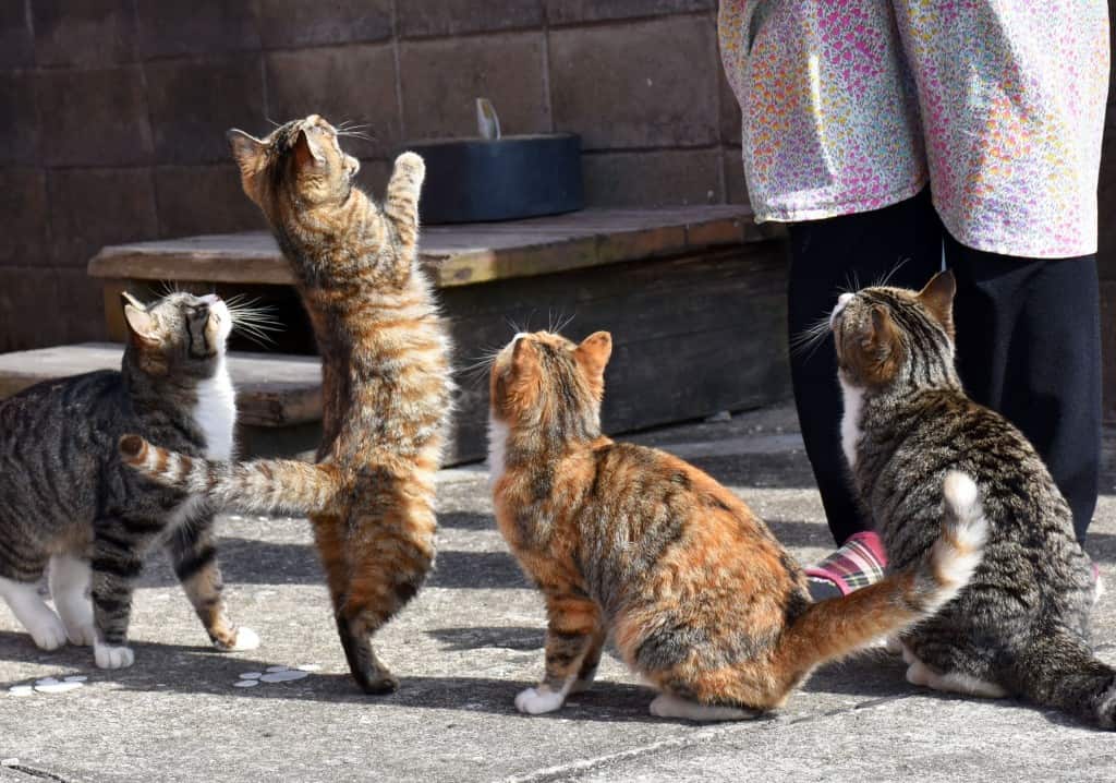 Cat Island in Saga: Explore the “Nekojima” Cat Island in Karatsu!