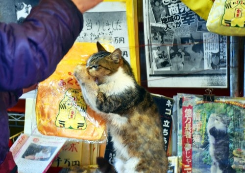 cat island in Karatsu