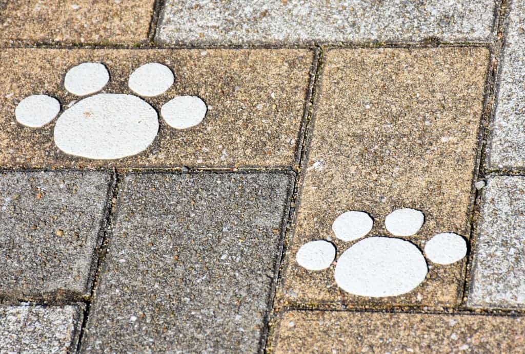 paw-marks cat island