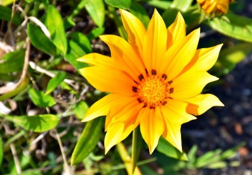 orange flower
