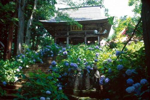 Hydrangea Temple in June