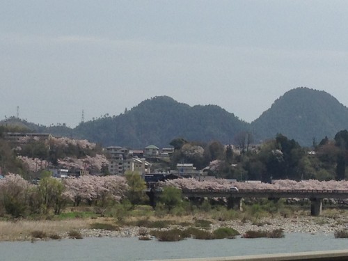 Cherry Blossom Heaven in Mino city, Gifu prefecture