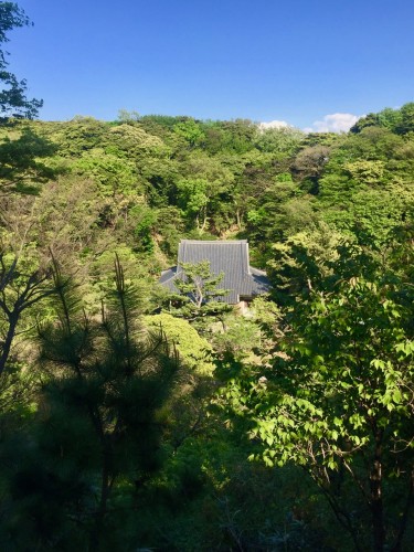 Above the Trees at Sankeien Gardens