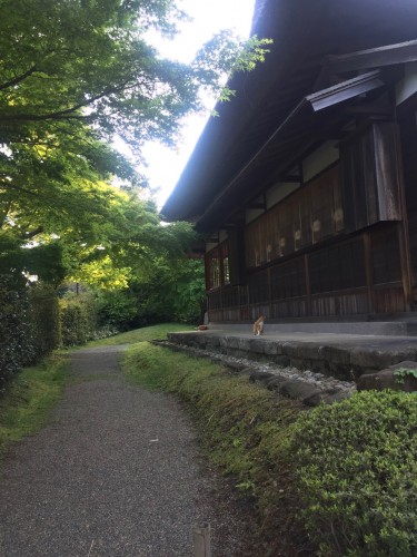 Tomcats also Enjoy Sankeien Gardens