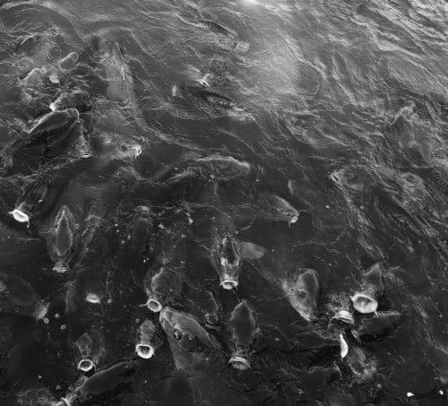 Feeding Time: Koi at Sankeien Gardens
