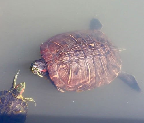 Visit the Turtles at Sankeien Gardens