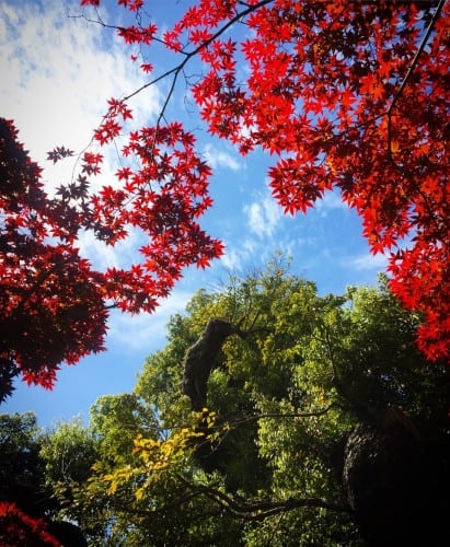 Hotel Chinzanso's Japanese garden in Kagurazaka, Tokyo, Japan.