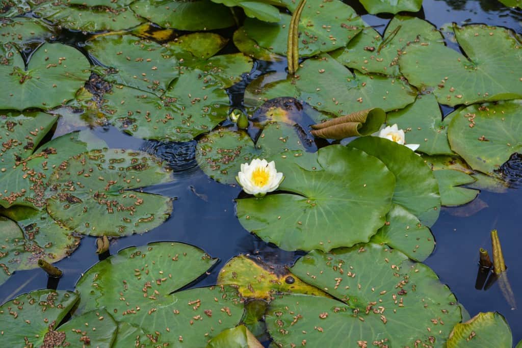 Rengebuji temple（蓮華峰寺) was founded by Kukai (Kobo Taishi, who is a founder of Shingon Buddhism) around 806. 