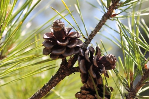 A Pine Tree in Jorakuen Japanese Garden, Fukushima, Japan.