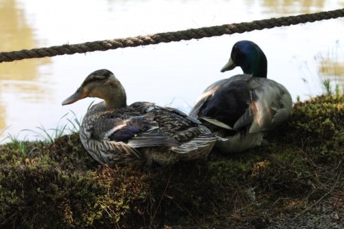 Ducks hiding from the sun at Jorakuen Japanese Garden, Fukushima, Japan.