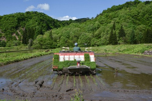 Driving the Rice Planting Vehicle, Niigata, Takane
