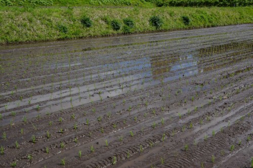 Rice Planting in the Fields