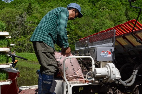 Adding Organic Fertilizer to the Rice Shoots