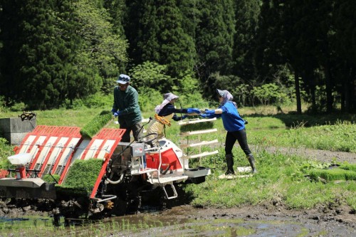 Planting Rice in Takane Village