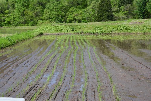 Crooked Rice Paddy Lines in Takane