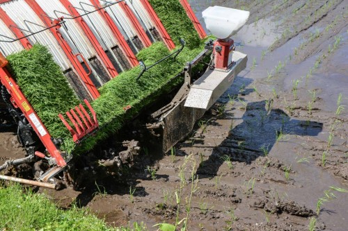 Driving the Rice Planting Vehicle, Takane, Niigata