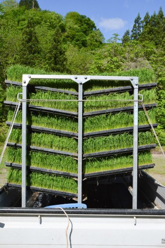 Truck Filled with Rice Grass