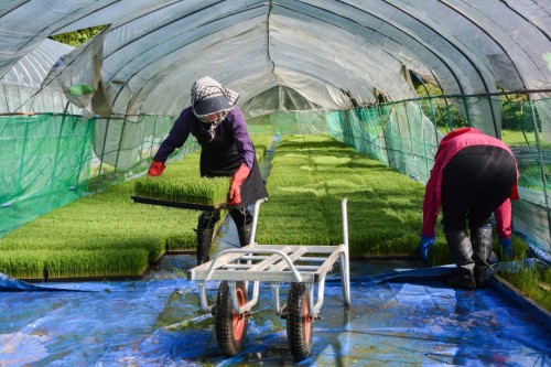 Loading the Rice Grass 