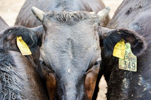 The inhabitant cow at Kabeshima island, Karatsu.