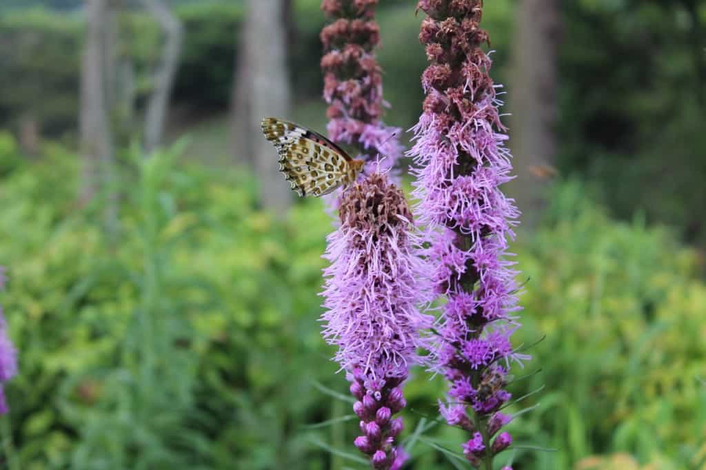 Aso Kuju national park in Rita prefecture, Kyushu, Japan.