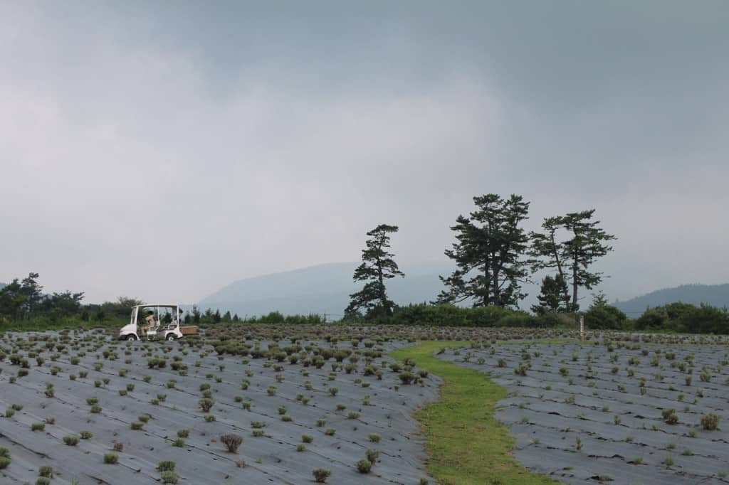 Aso Kuju national park in Rita prefecture, Kyushu, Japan.