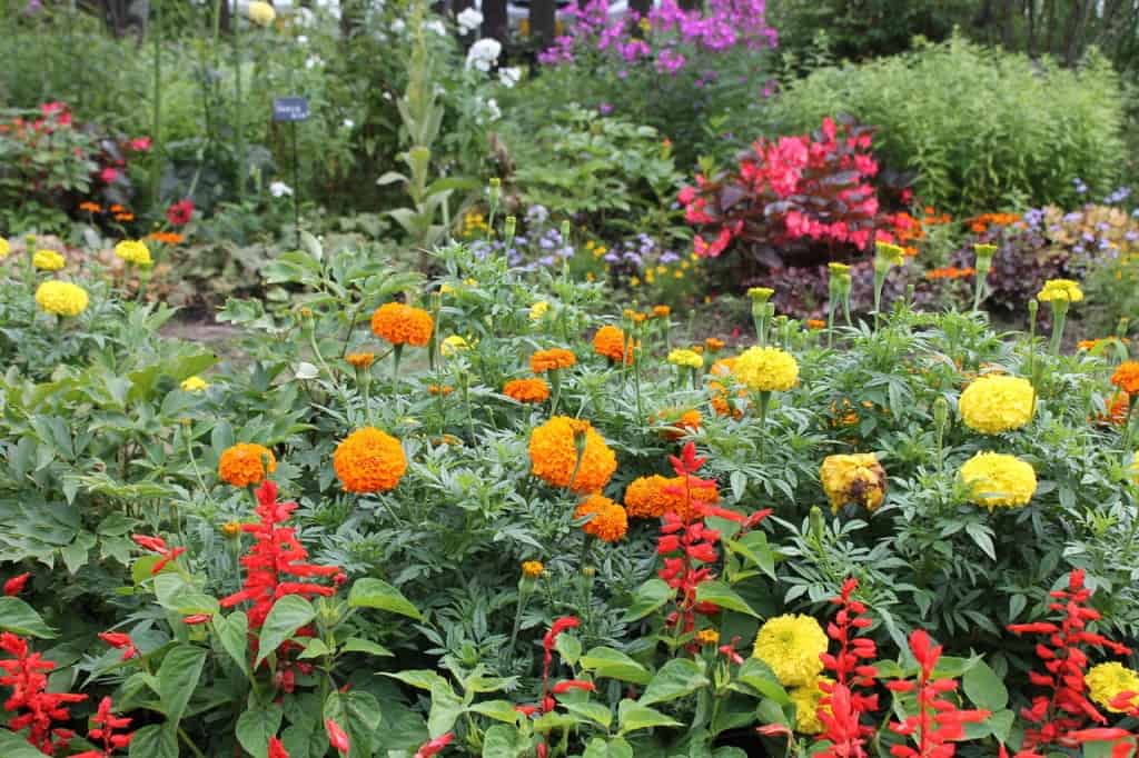 Kuju flower park in Oita prefecture, Kyushu, Japan.