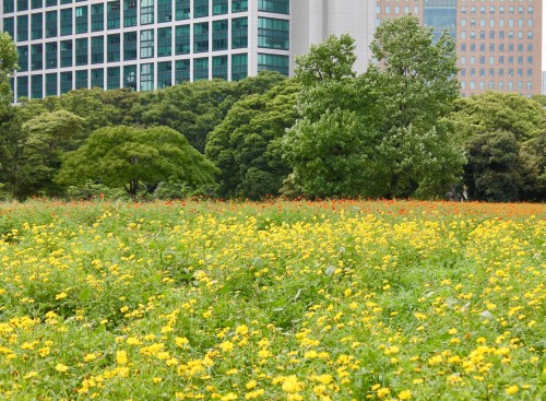 Flower Gardens at Hamarikyu Japanese garden, Tokyo, Japan.