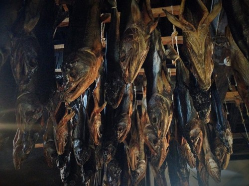 Catching the salmon at Miomote River, Murakami is known as the salmon town in Japan.