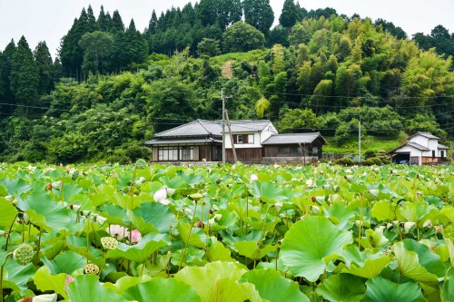 Check out the Usuki Stone Buddha and Lotus Garden, Oita