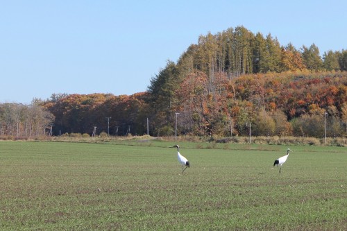 Japanese Crane in Koshimizu