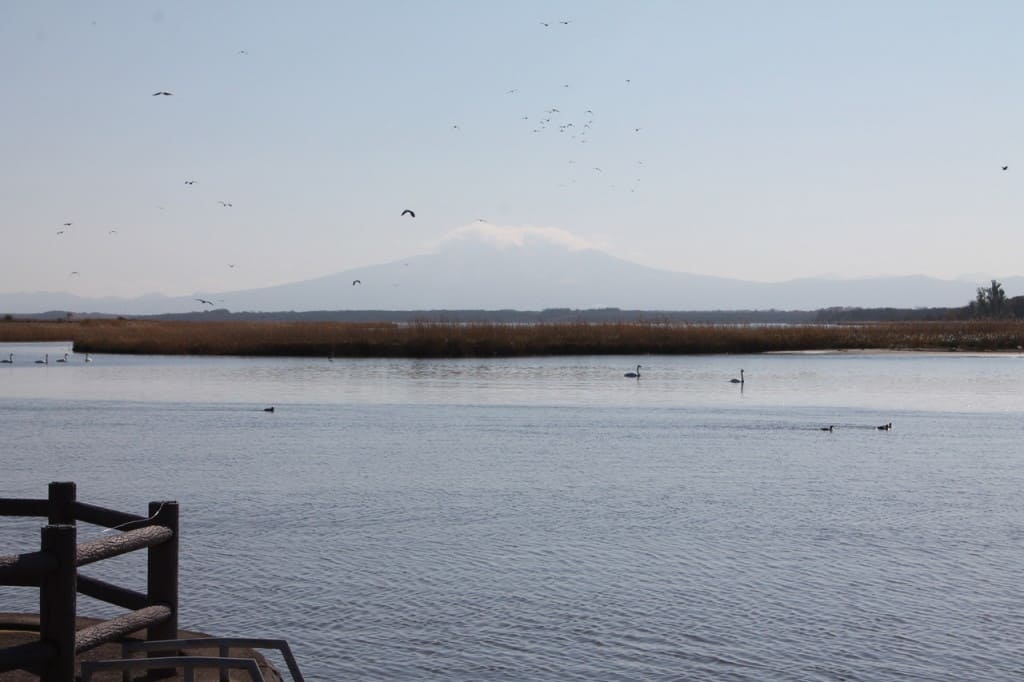 Bird-Watching Mecca of Lake Tofutsu, Eastern Hokkaido