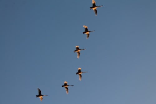 Bean Geese Flying Overhead