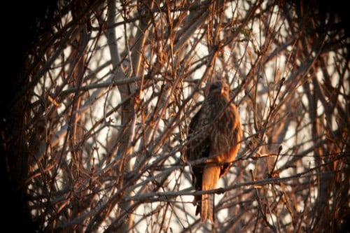 Tobi (トビ), Black Kite
