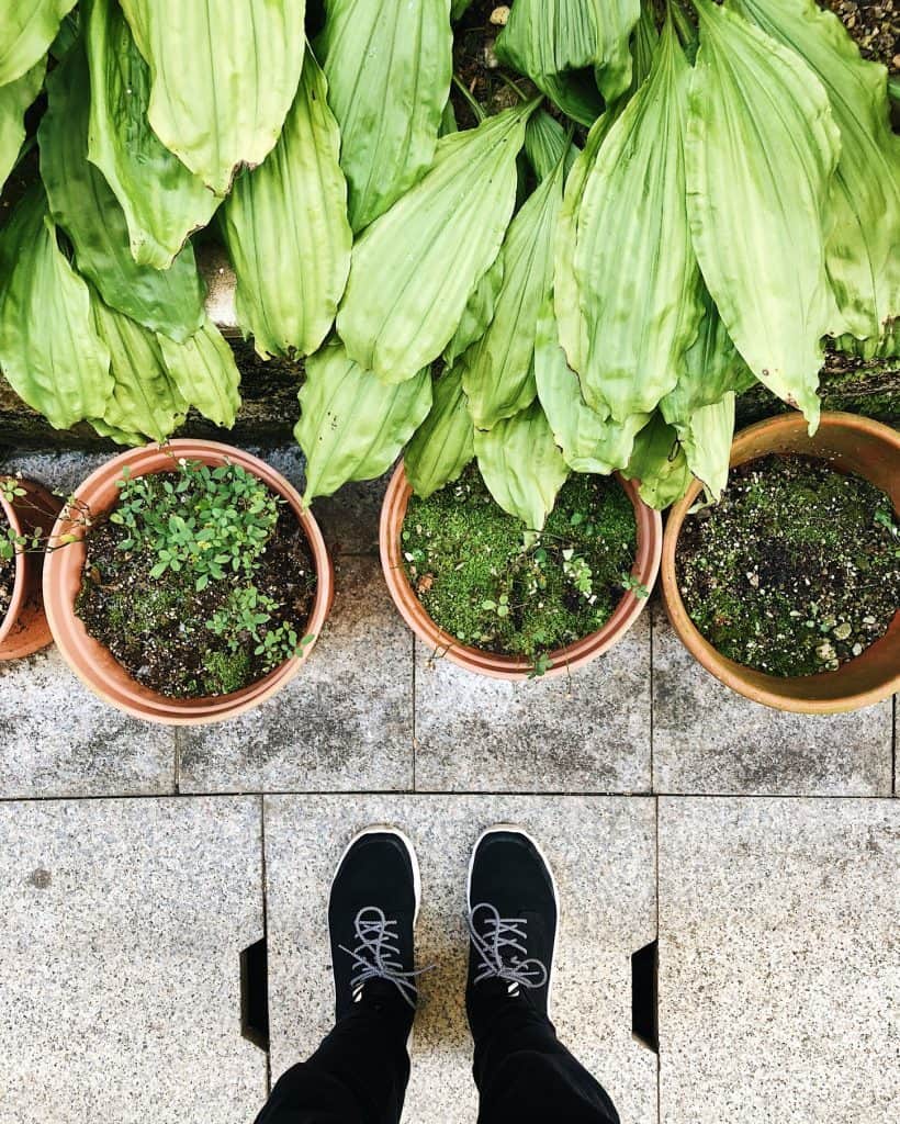 The small streets of Tsuetate Onsen filled with plants