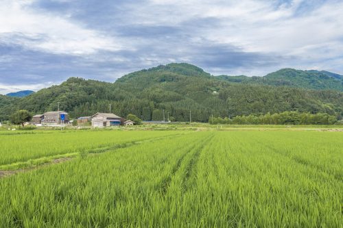 Goushikan Inn Ryokan Traditional Accommodation Local Cuisine Niigata Prefecture Murakami Rice Fields