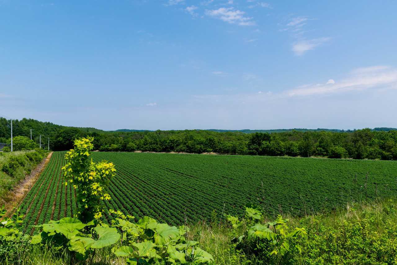 green rice fields in japan with blue sky