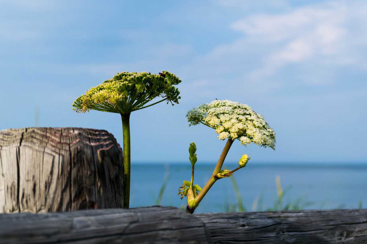 Close up of two wildflowers with blue ocean background