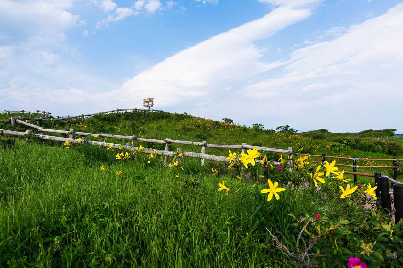 Best Wildflowers & Birdwatching Spot to Add To Your Hokkaido