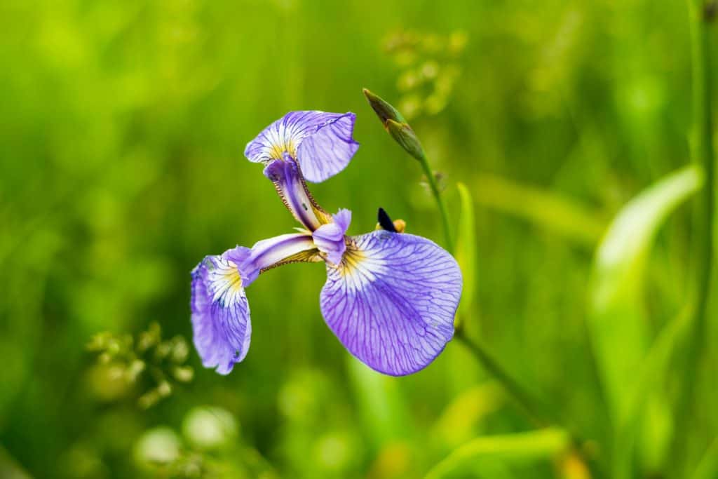 Wild Flowers at Koshimizu Genseikaen in Eastern Hokkaido
