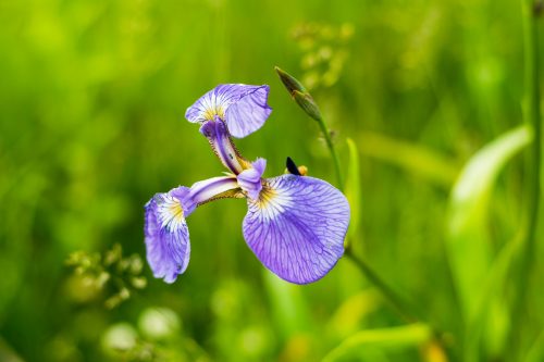 Wild Flowers at Koshimizu Genseikaen in Eastern Hokkaido