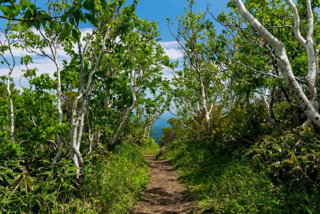forest path with canopy of trees with views of blue ocean at the end of the tunnel