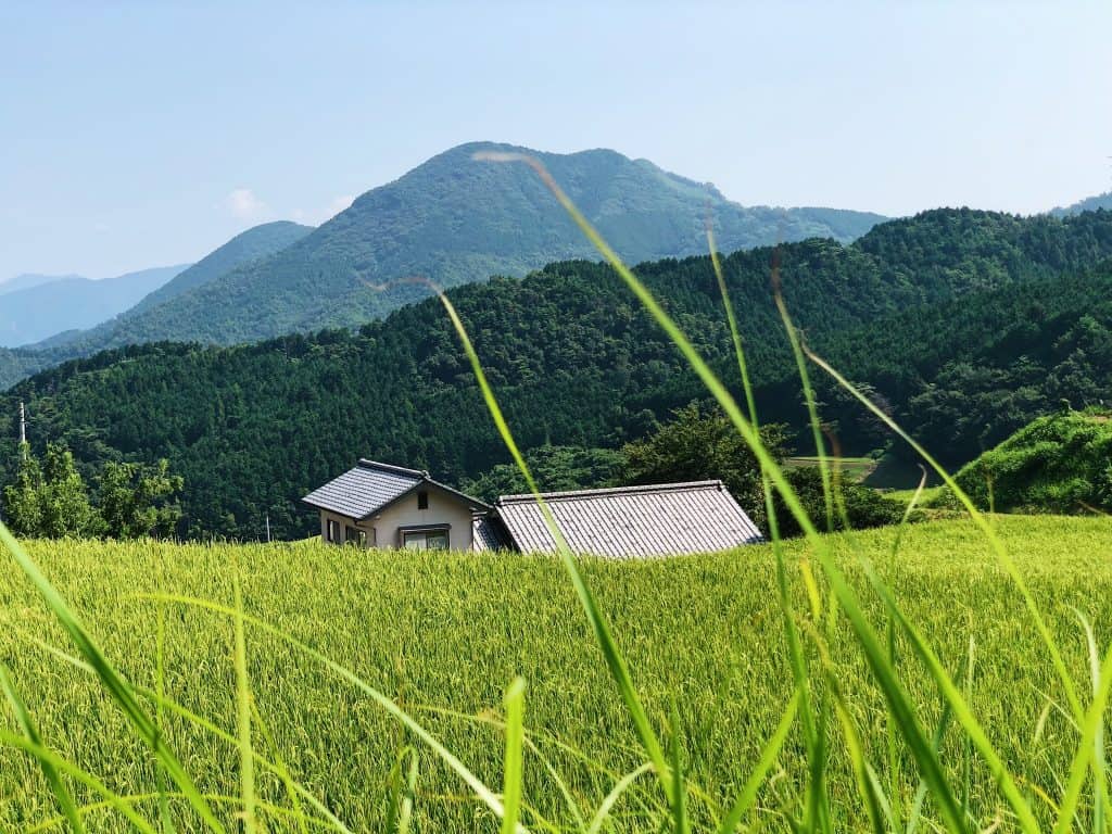 Summer Tourism in Ehime Prefecture’s Toon: Rice Terraces and Try Doburoku