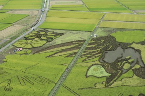 Rice Field Art Worthy of a Guiness World Record in Gyoda