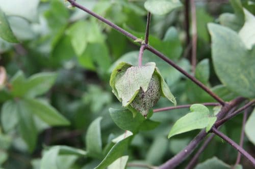 Yumihama-gasuri, a 300 year old traditional craft