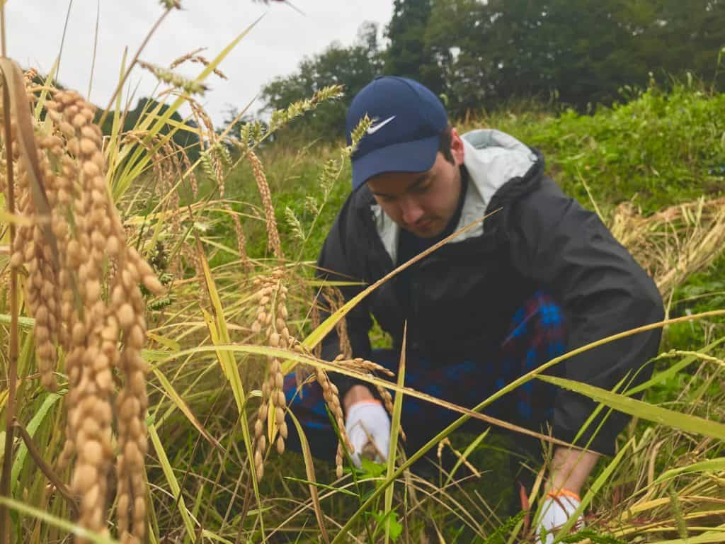Green Tourism, Rice Harvesting in Murakami